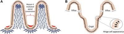 Cellular mechanisms of reverse epithelial curvature in tissue morphogenesis